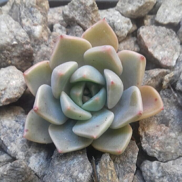 plant image 888651