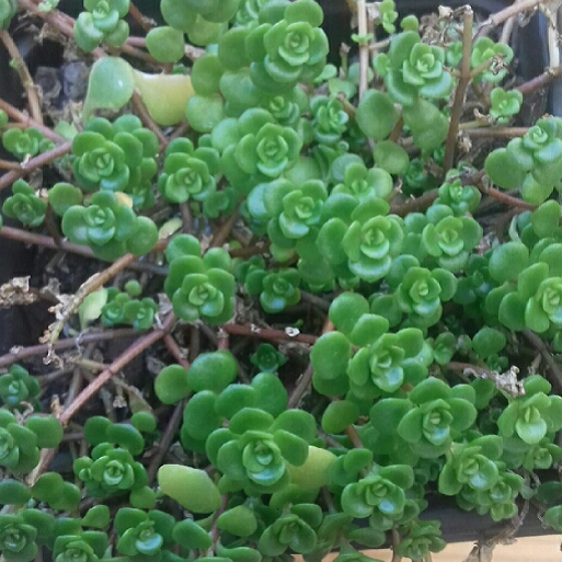 plant image 888664