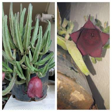 Stapelia leendertziae 'Black Bells'