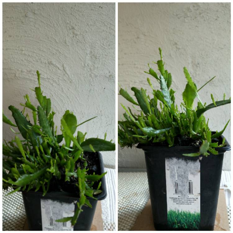 plant image 900698