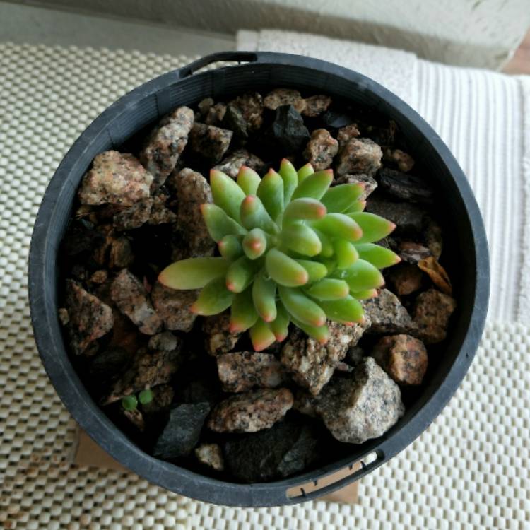 plant image 900701