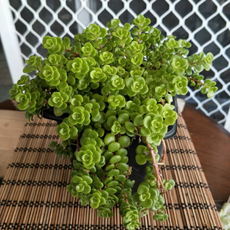 plant image 900840