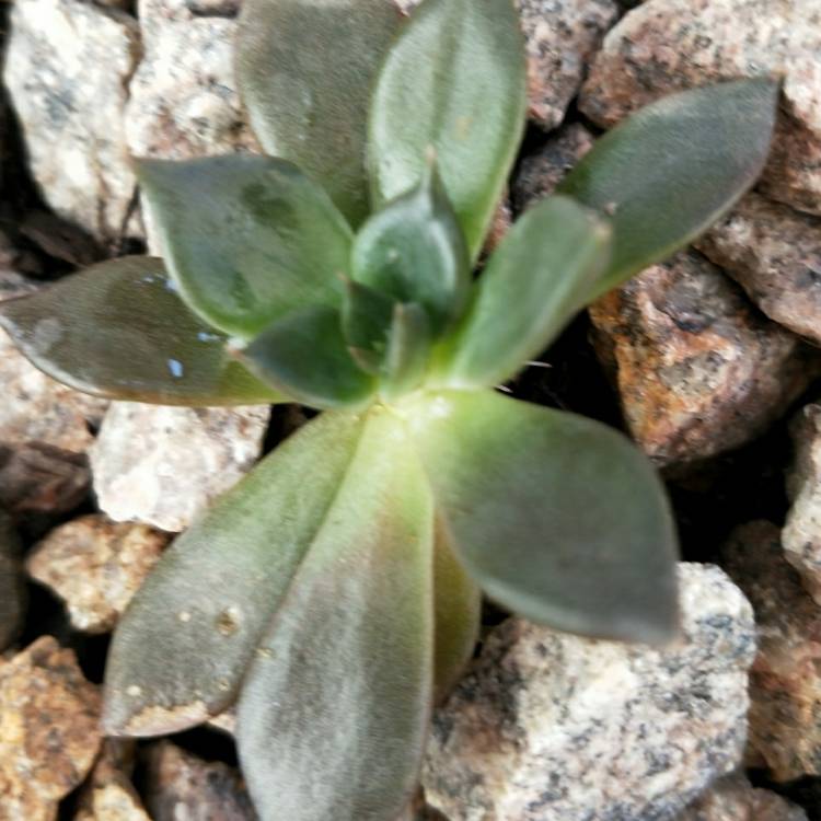 plant image 915686