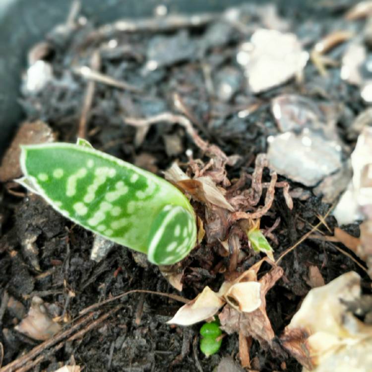 Plant image Gasteria pillansii var. pillansii (Mini)