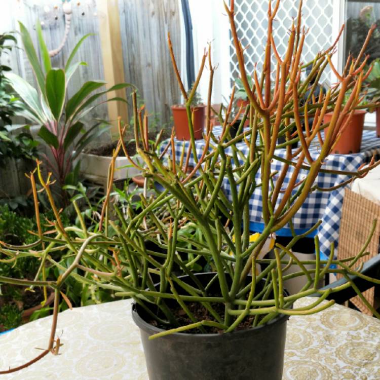 plant image 917485