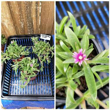 Portulaca oleracea 'Sun Jewels'
