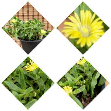 Portulaca oleracea 'Sun Jewels'