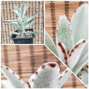 Kalanchoe tomentosa