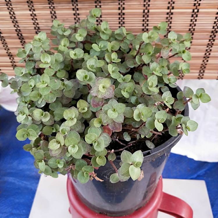 plant image 920993