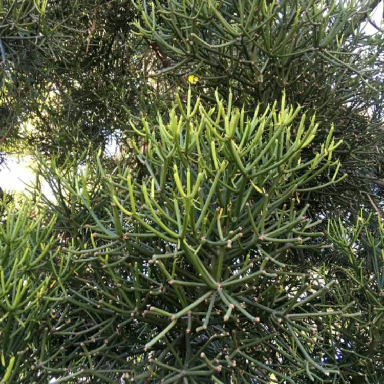 plant image 922464