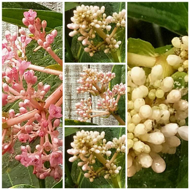 Plant image Medinilla myriantha
