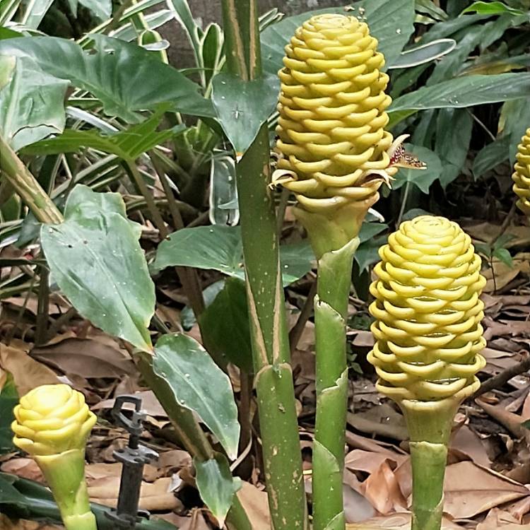 Plant image Zingiber spectabile