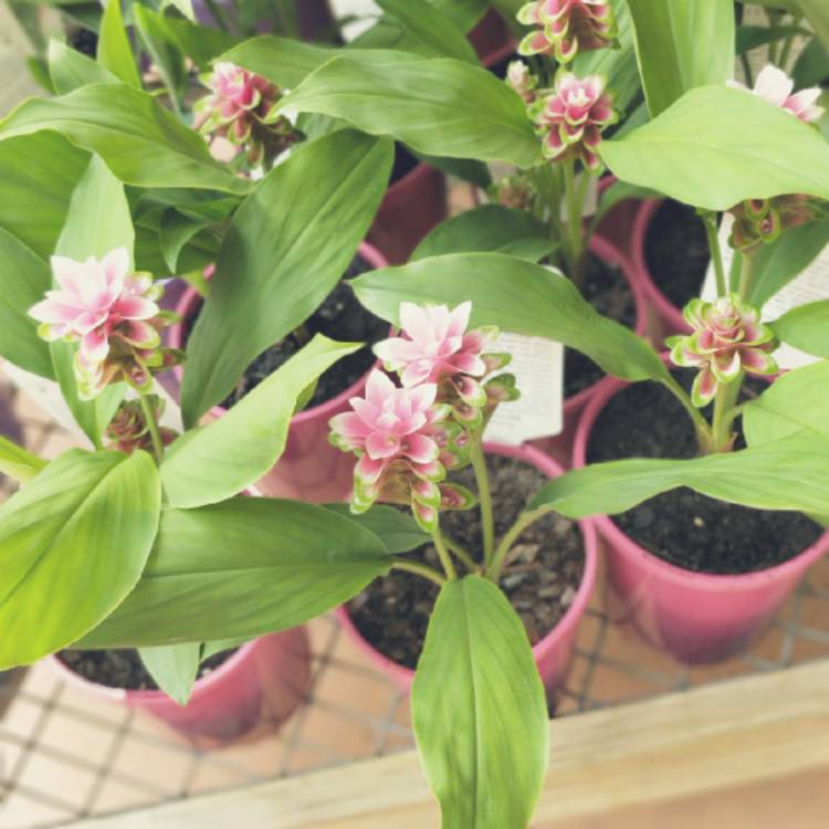 Plant image Curcuma