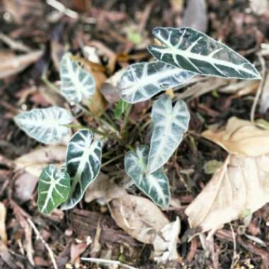 Alocasia 'Bambino Arrow' (Bambino Series)
