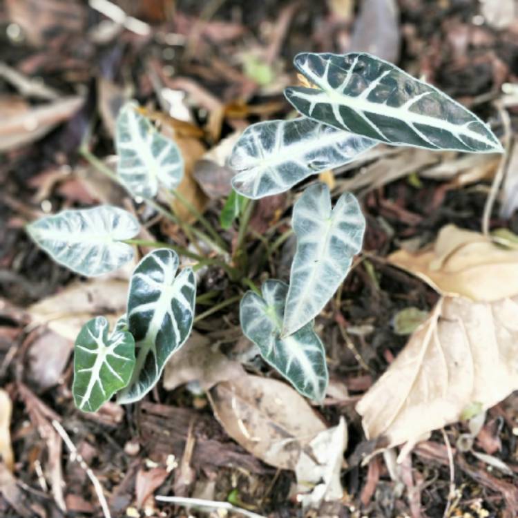 plant image 925334