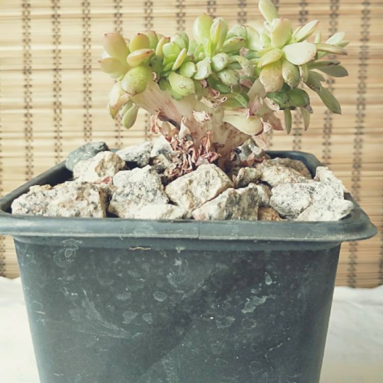 plant image 926898