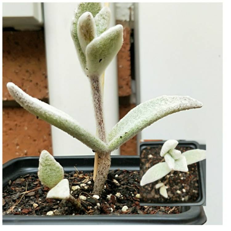 Plant image Kalanchoe eriophylla