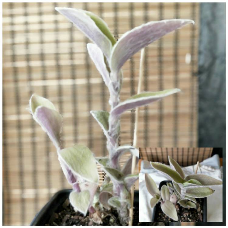 plant image 937364