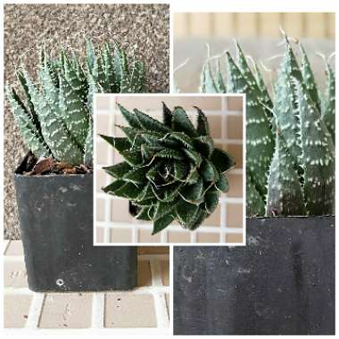 Aristaloe Aristata (formerly Aloe Aristata)