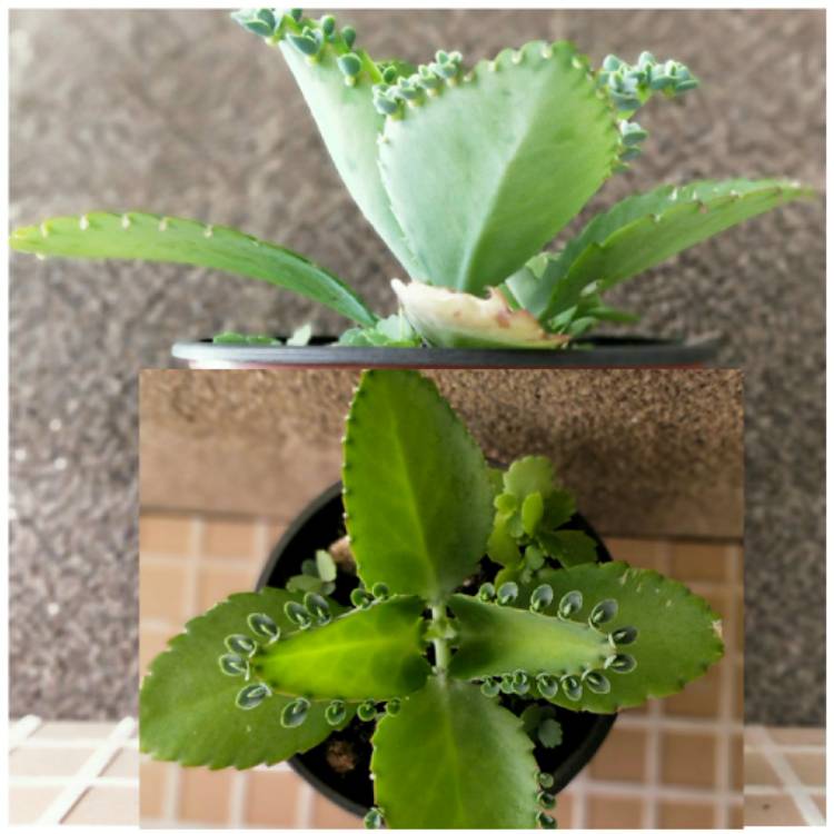 Plant image Kalanchoe daigremontiana syn. Bryophyllum daigremontianum