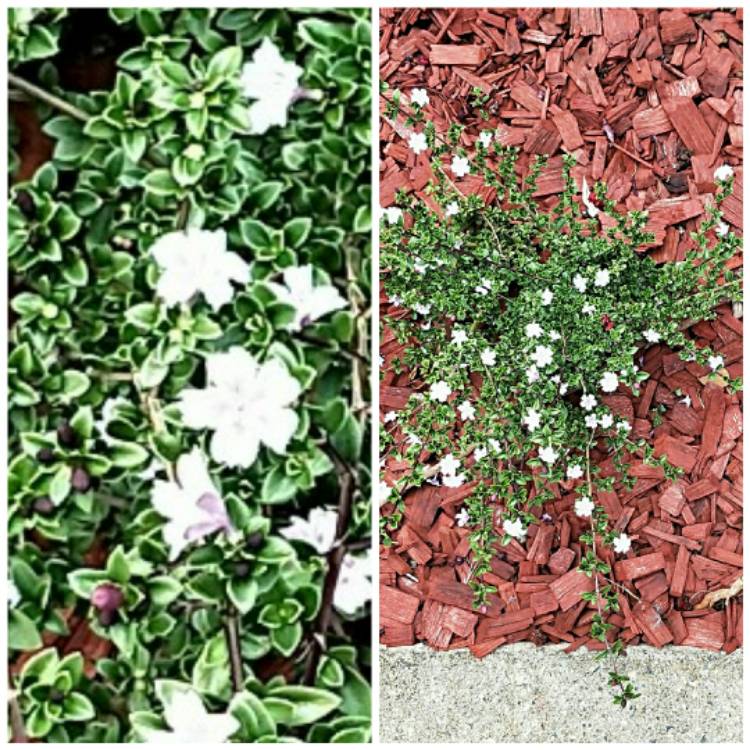 Plant image Serissa japonica (formerly Serissa foetida) var. 'Snowleaves'