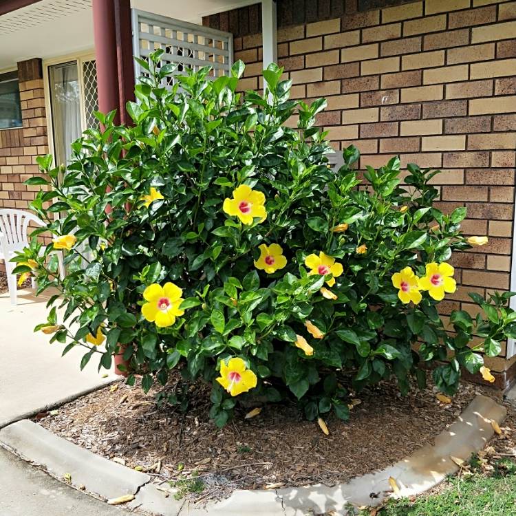 Plant image Hibiscus rosa-sinensis 'Athenacus'