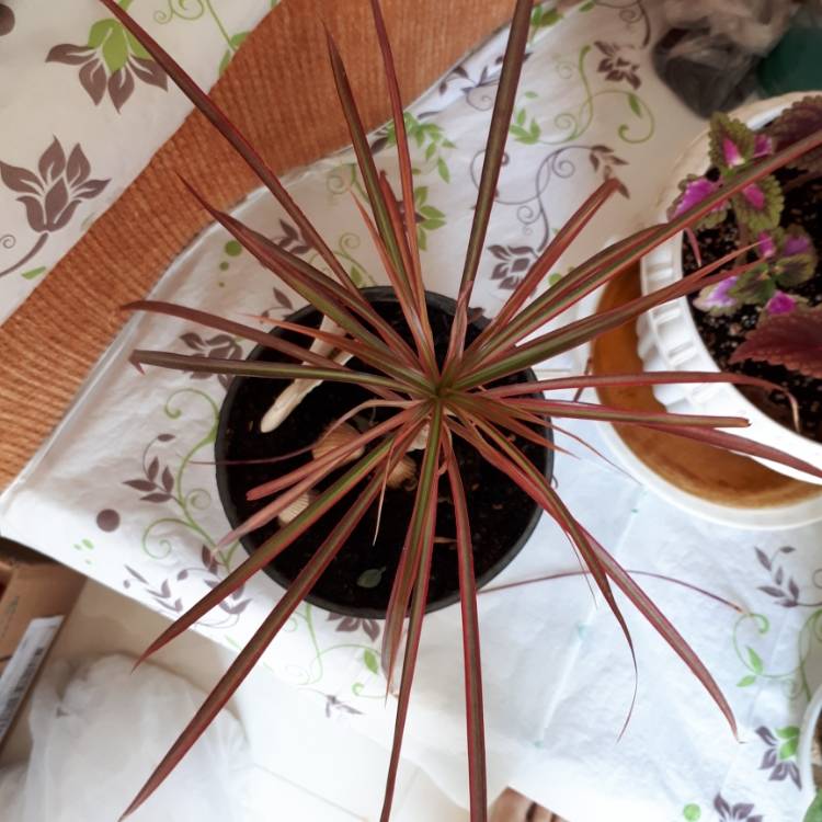 Plant image Dracaena Marginata 'Colorama'