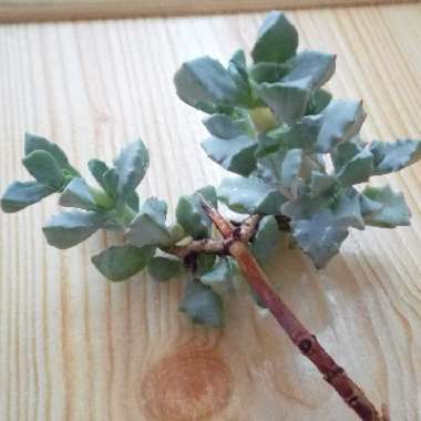 Oscularia deltoides syn. Lampranthus deltoides