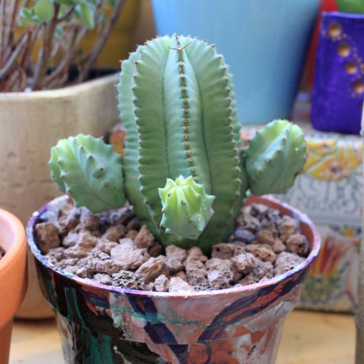 plant image 919092