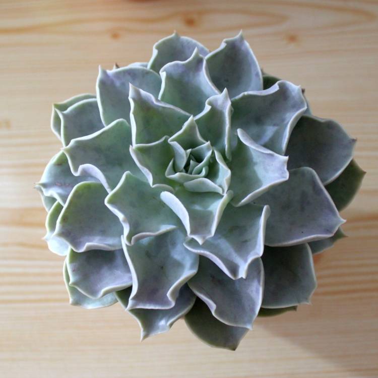 plant image 923158
