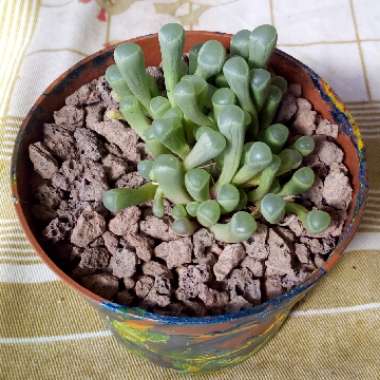 Fenestraria Rhopalophylla 