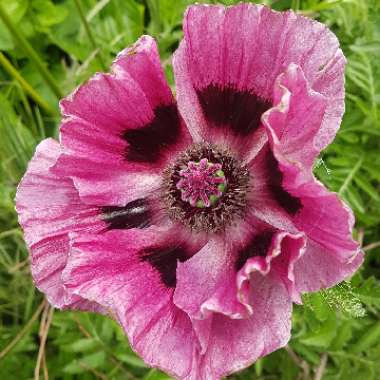 Papaver orientale 'Patty's Plum'