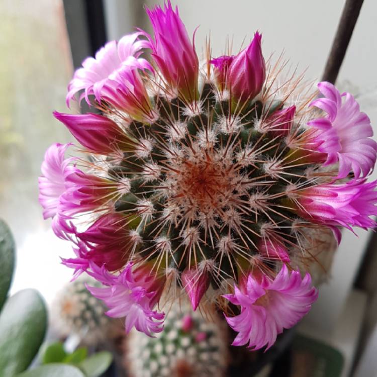 Plant image Mammillaria spinosissima f. rubrispina