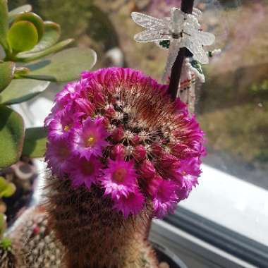 Mammillaria spinosissima f. rubrispina