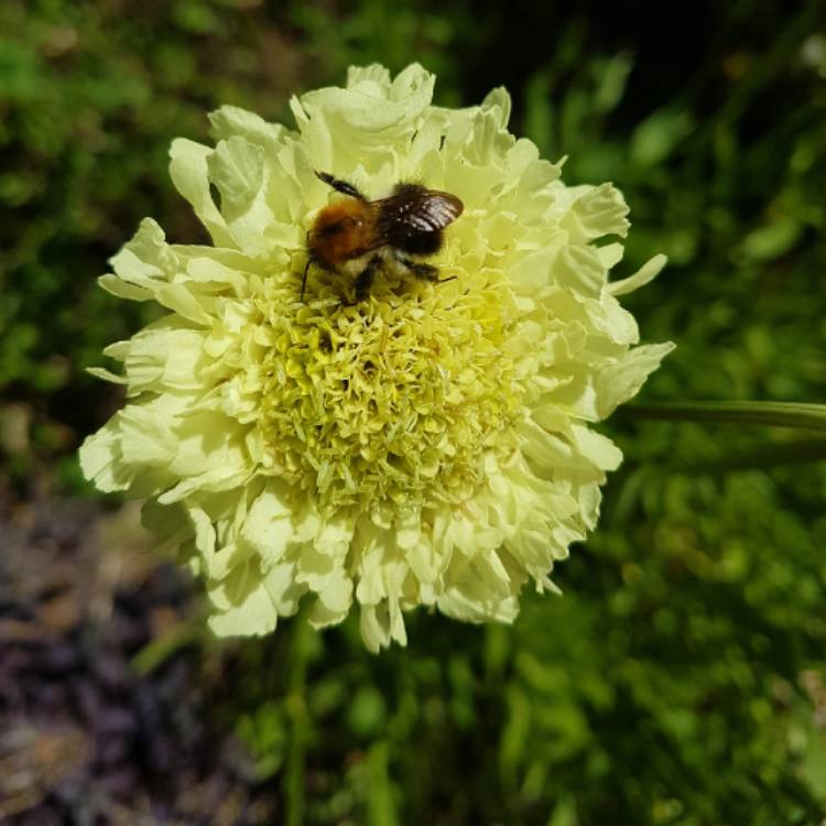 Plant image Cephalaria gigantea syn. Cephalaria caucasica ; Cephalaria tatarica