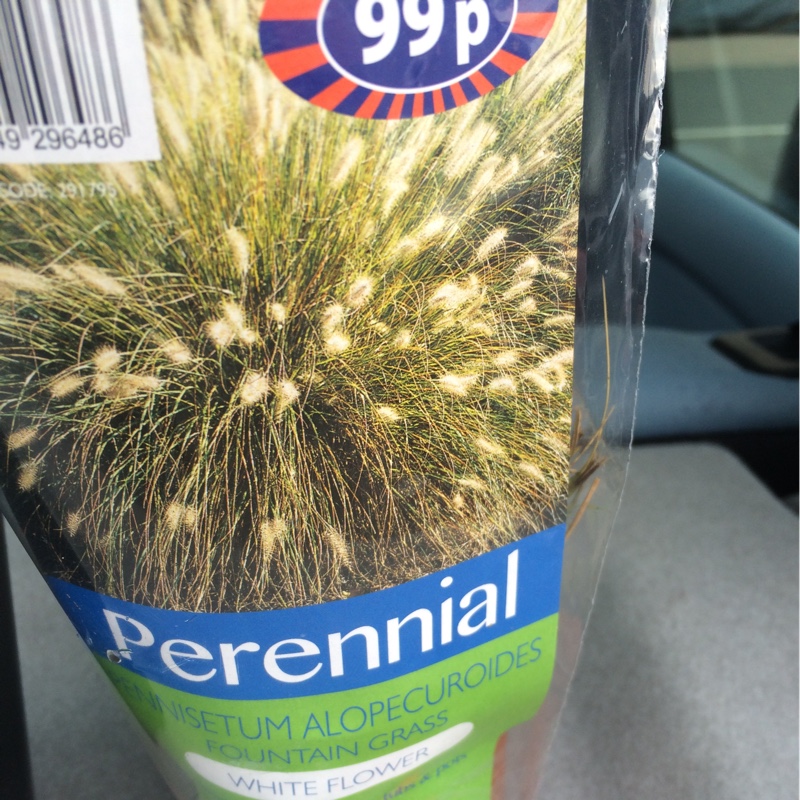 Plant image Pennisetum alopecuroides 'Weserbergland'