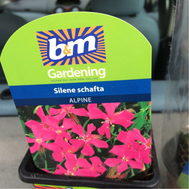 Plant image Silene Schafta