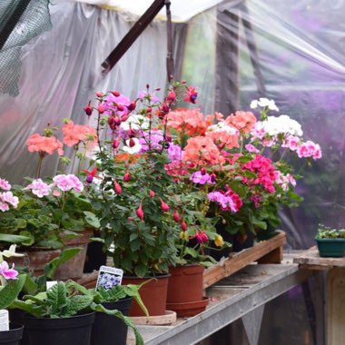 Rab's garden