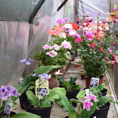 Rab's garden