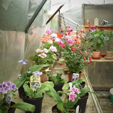Rab's garden