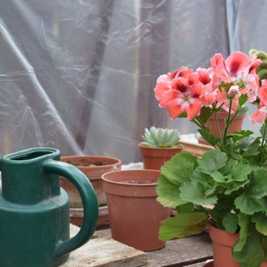 Rab's garden