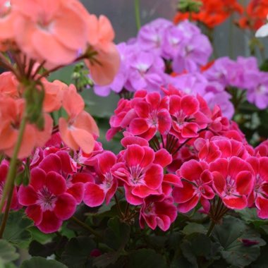 Rab's garden