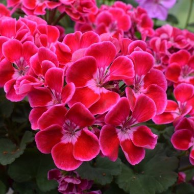 Rab's garden