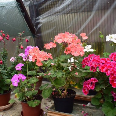 Rab's garden