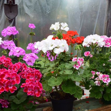 Rab's garden