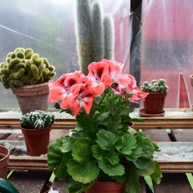 Rab's garden