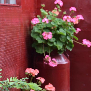 Rab's garden