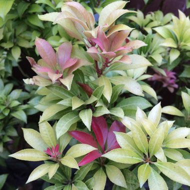 Pieris 'Passion'
