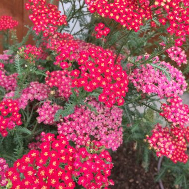 Achillea 'New Vintage Red'