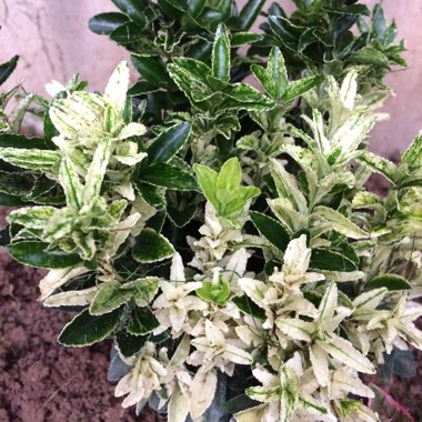 Winged spindle shrub